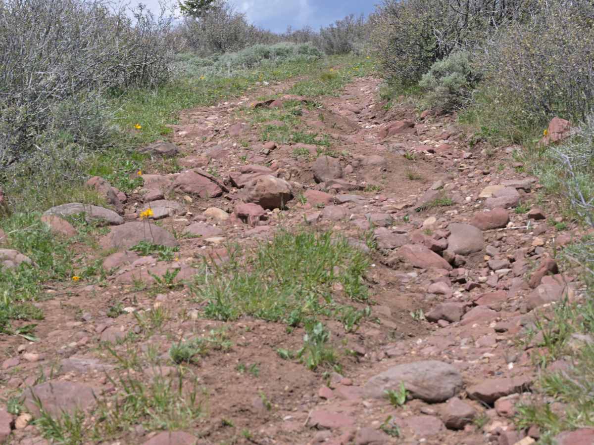 Buckboard Ridge - FS 10051 trail photo