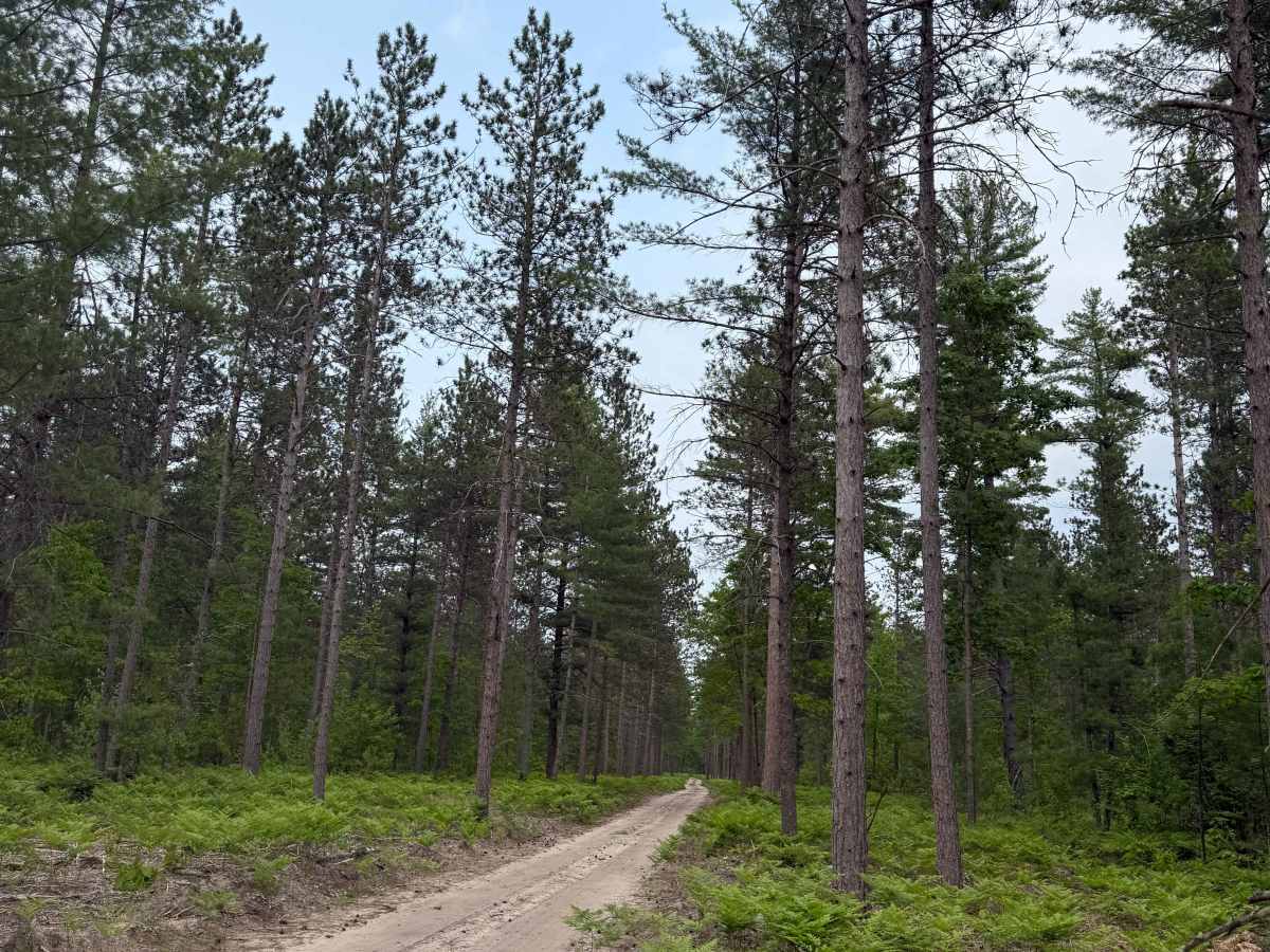 Taylor Creek Trail trail photo