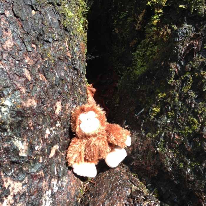 Hoh Rainforest critter Near Hoh-Bogachiel Trail