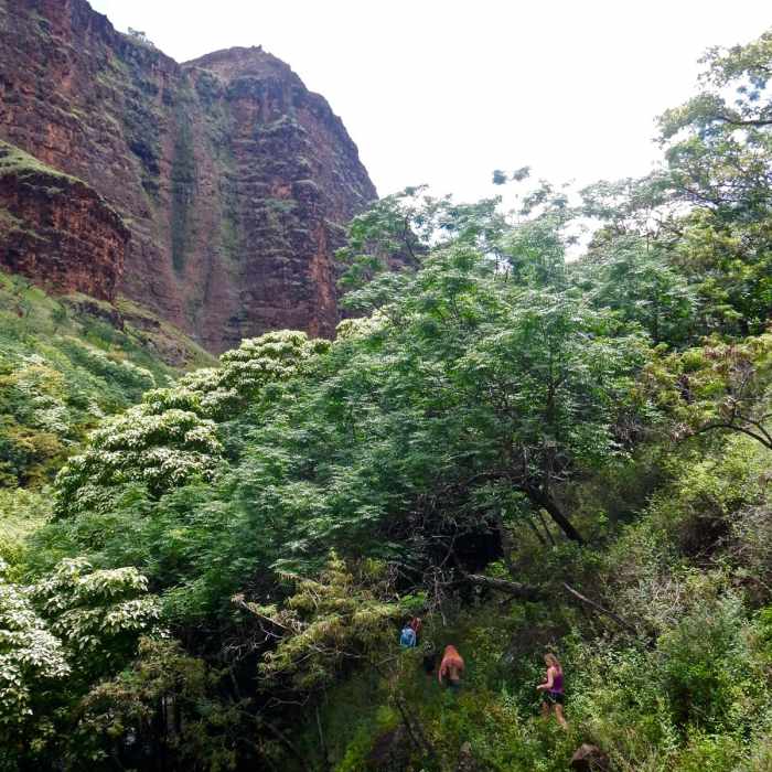 Near Lonomea via the Kukui Trail Near Lonomea via the Kukui Trail