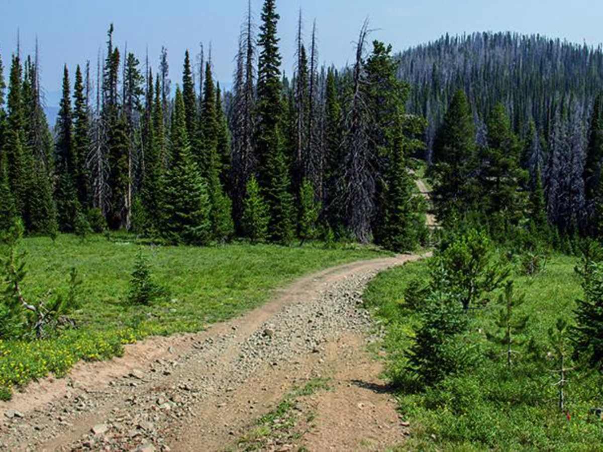 Ellis Jeep Trail photo 5