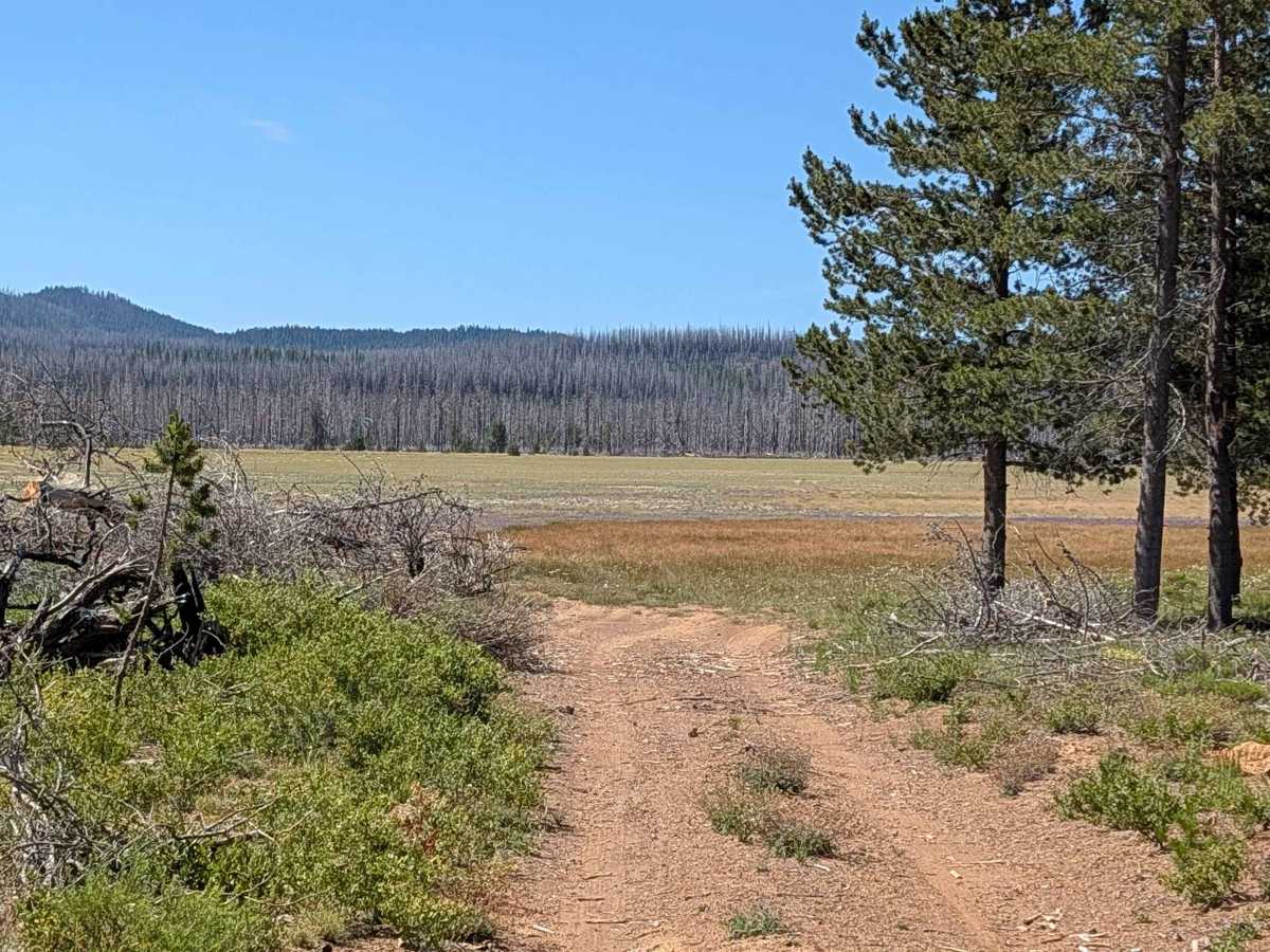 Horse Spur A - FS 44N08A photo 2
