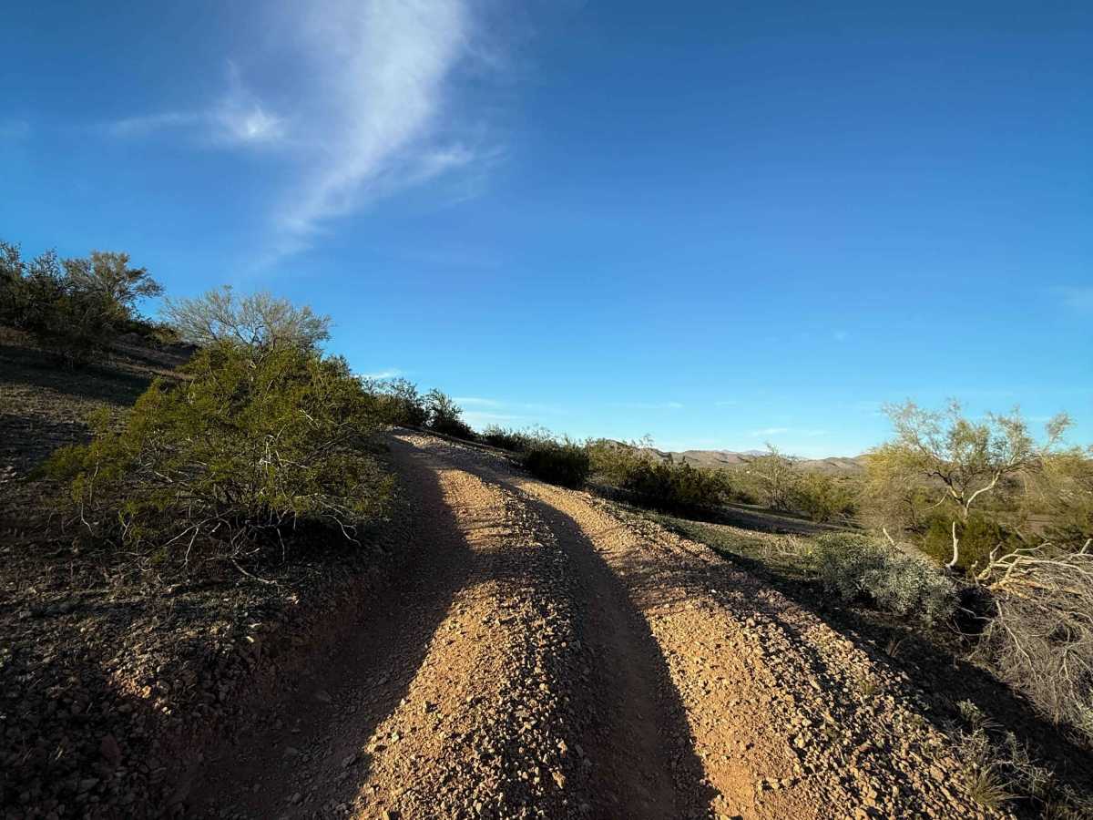 Ocotillo photo 5