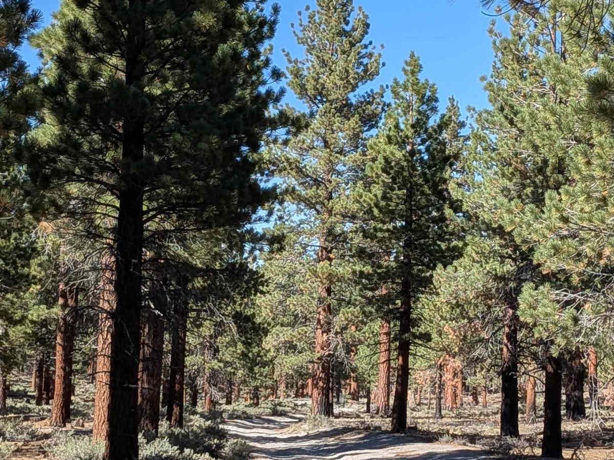 Obsidian Dome Road/Glass Flow Road - NF2S10 photo 2