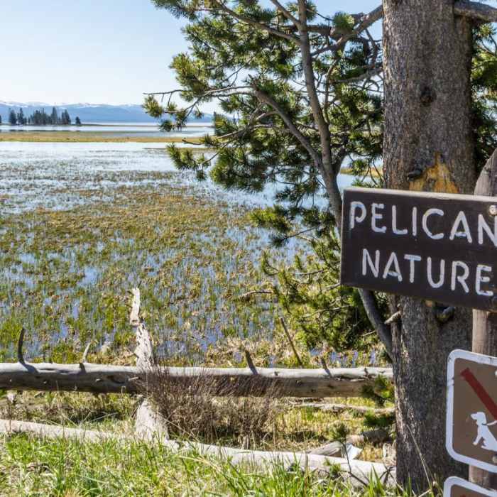Near Pelican Creek Trail Near Pelican Creek Trail