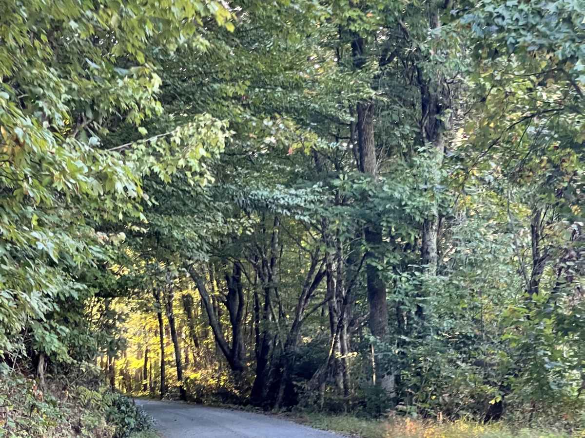 Rominger Road photo 3