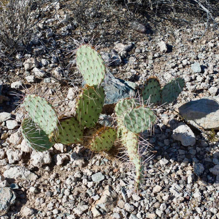 Engelmann's Prickly Pear Cacti sit along the trail. Near Campground Perimeter Trail