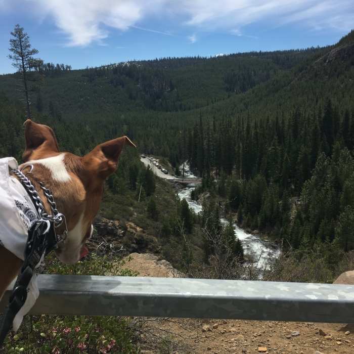 The best hiking partners have four legs. Near North Fork Trail