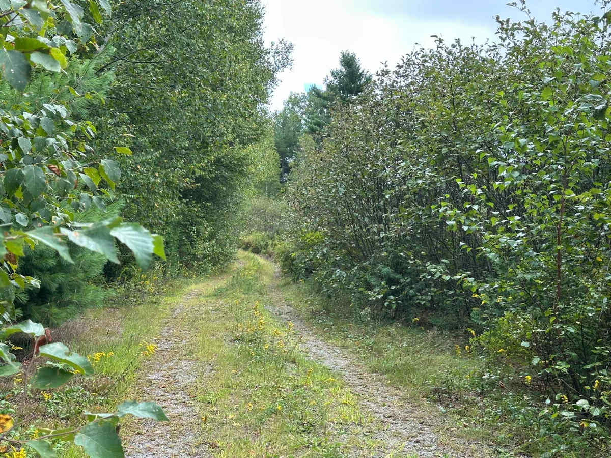 Forrest Moore Way photo 5