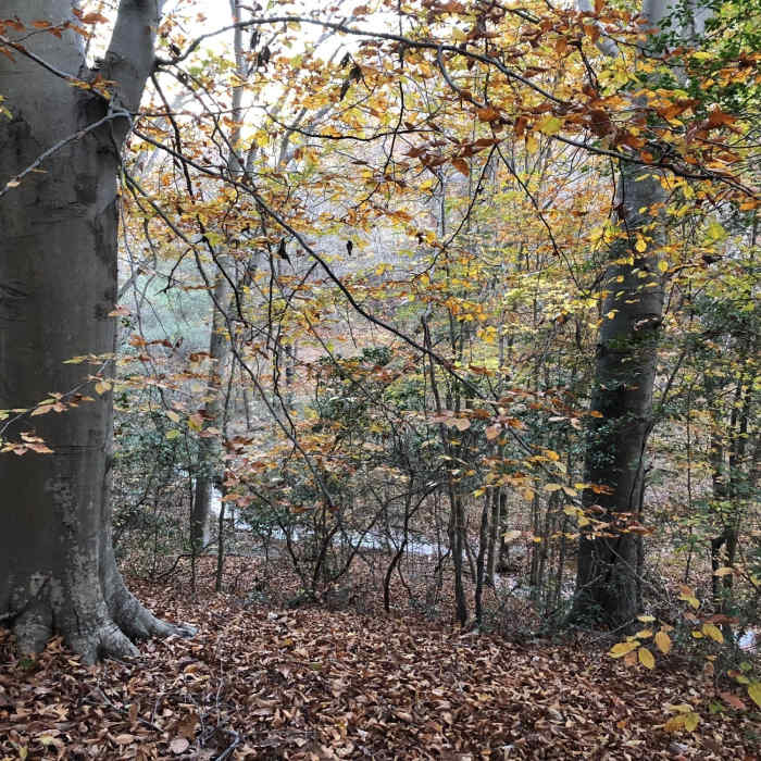 Near Broad Creek Trail