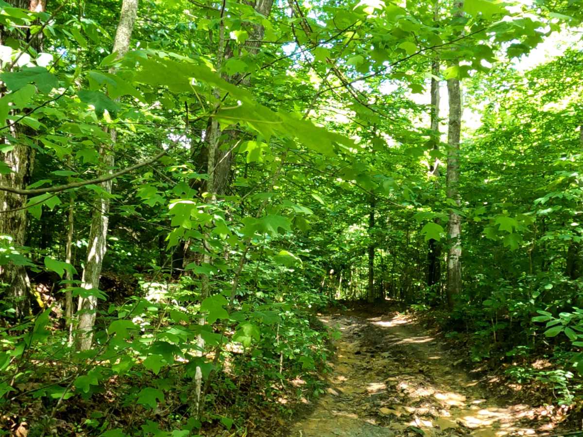 Wayne Benson Road photo 3