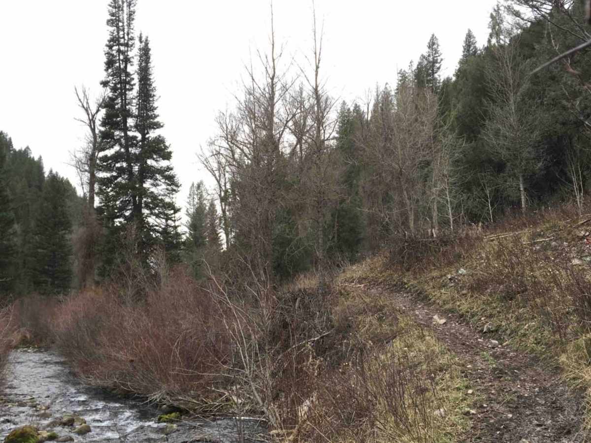 Burns Creek, Hell Hole, and Coalmine Access photo 4