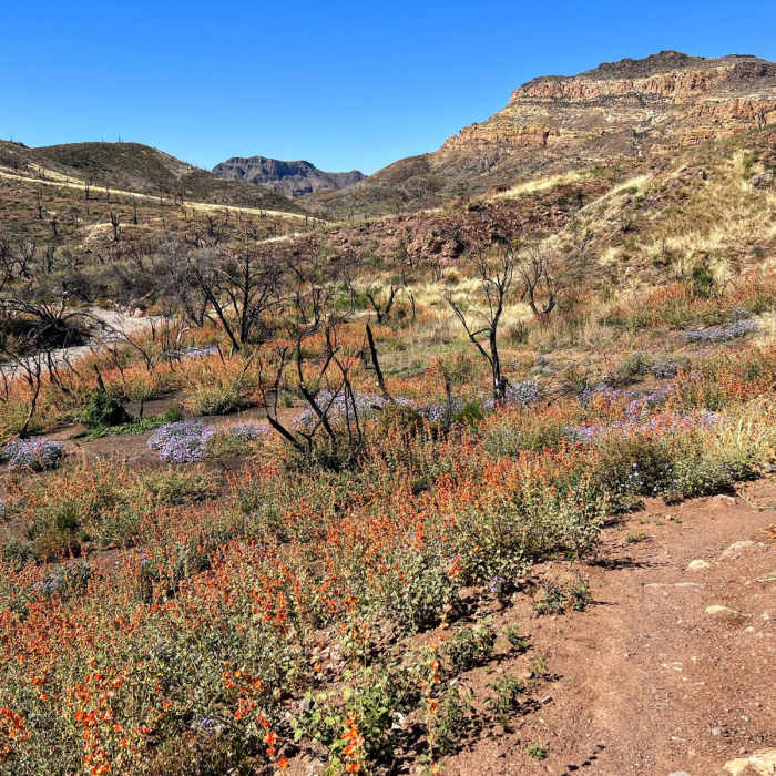 Near Arizona Trail Passage 17: Alamo Canyon