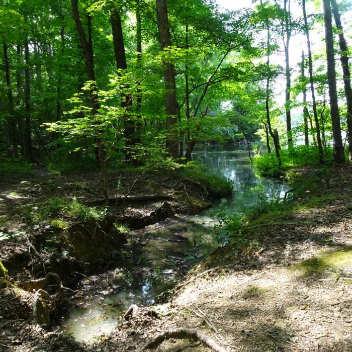 Near Badin Lake Trail #94