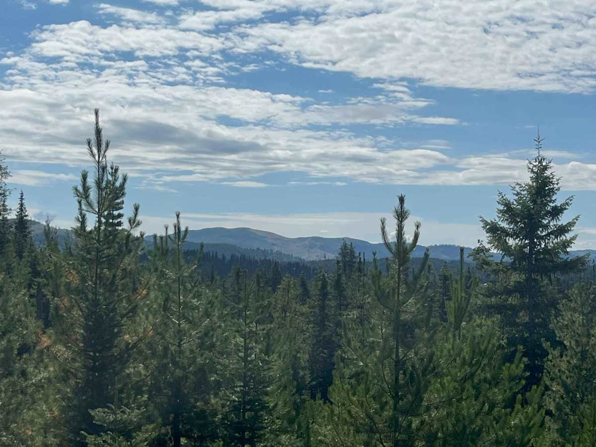 Moose Creek Old Logging Road Track trail photo