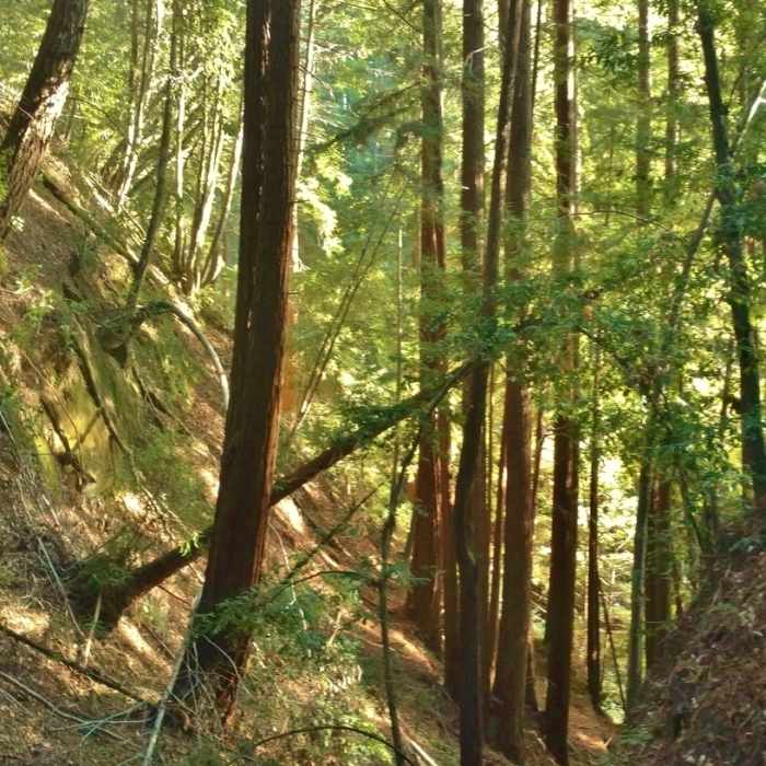 Loma Prieta Grade is in a steep-sided valley as it approaches Bridge Creek. Near Loma Prieta Grade