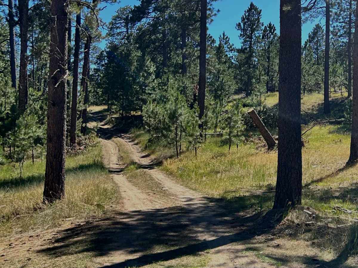 Palmer - FS 356  photo 5