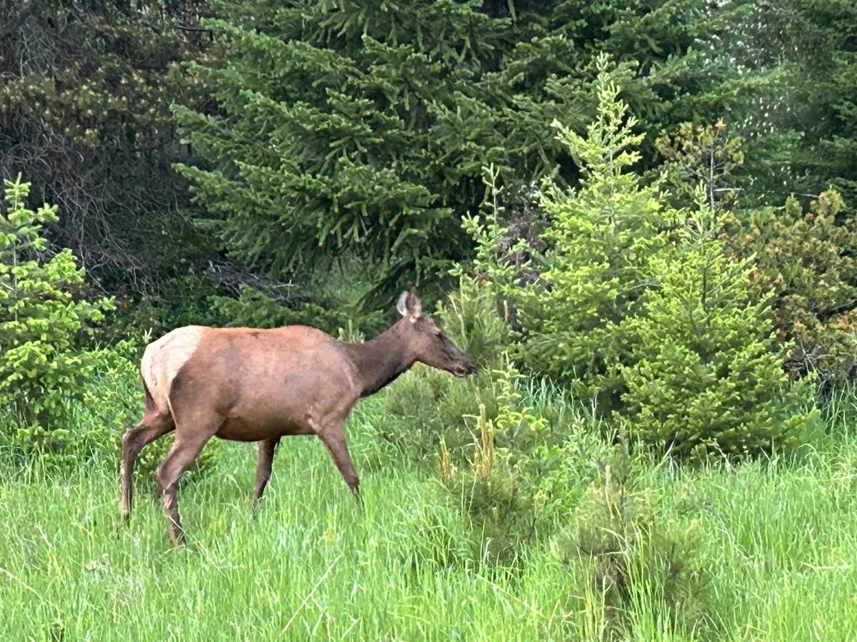 North Fork Little Naches - FS 1906 trail photo