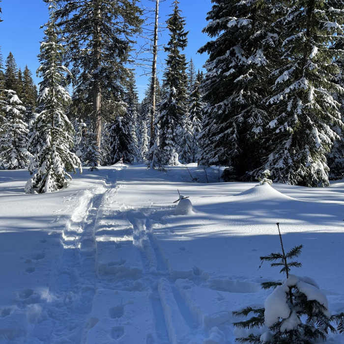 Near Enchanted Forest (Snow Trail)