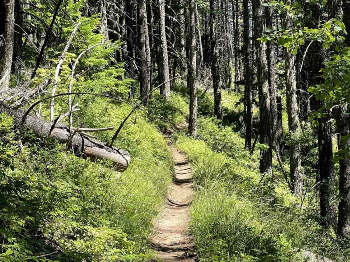 Nicholas Ridge photo 2