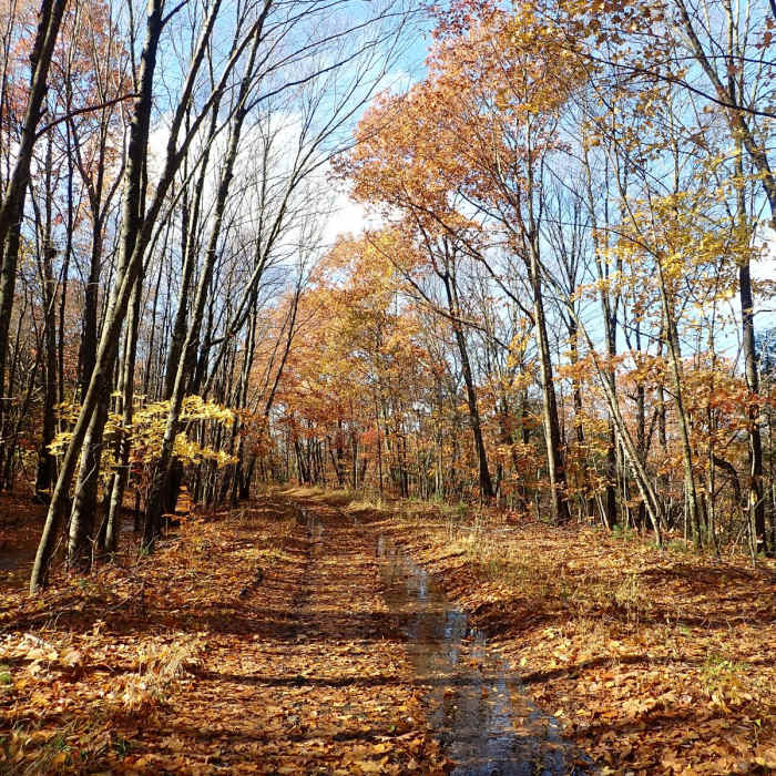 Near Shawangunk Ridge Trail: Graham Mountain Section Near Shawangunk Ridge Trail: Graham Mountain Section