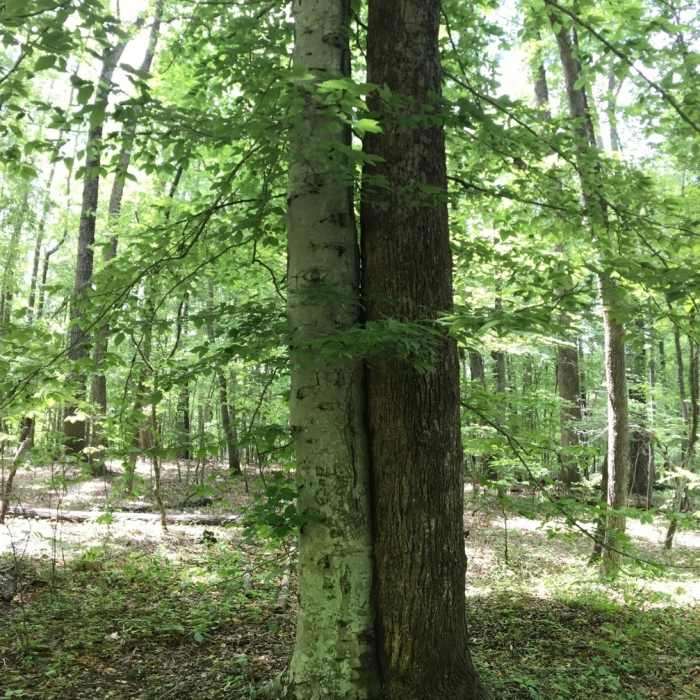 A beech tree can be seen getting friendly with a tulip poplar along Eno Road. Near Brumley Forest Nature Preserve Loop