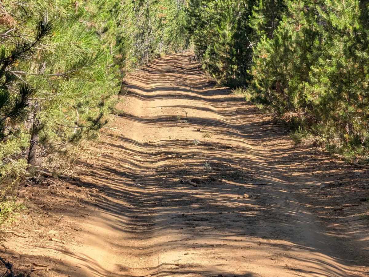 Davis - FS 42N04 trail photo