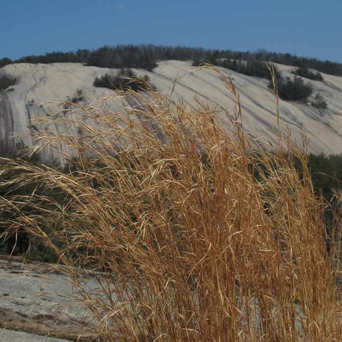 The summit of Wolf Rock provides great views of Stone Mountain through the fall grass. Near Cedar Rock Trail