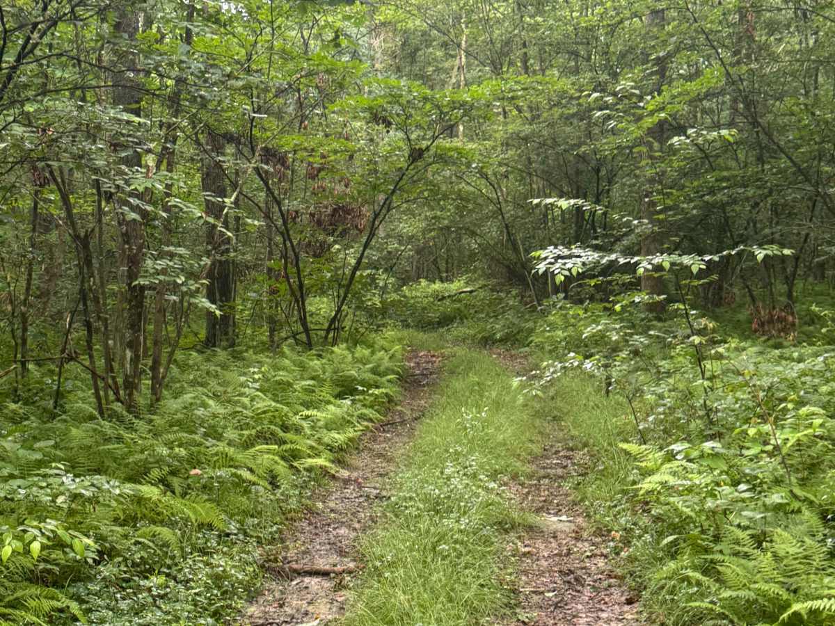 Trail 55 photo 6