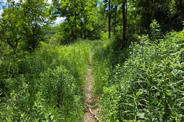 Single Track HH