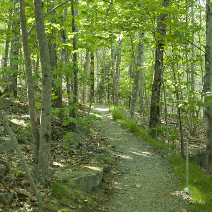 Near Kebo Brook Trail