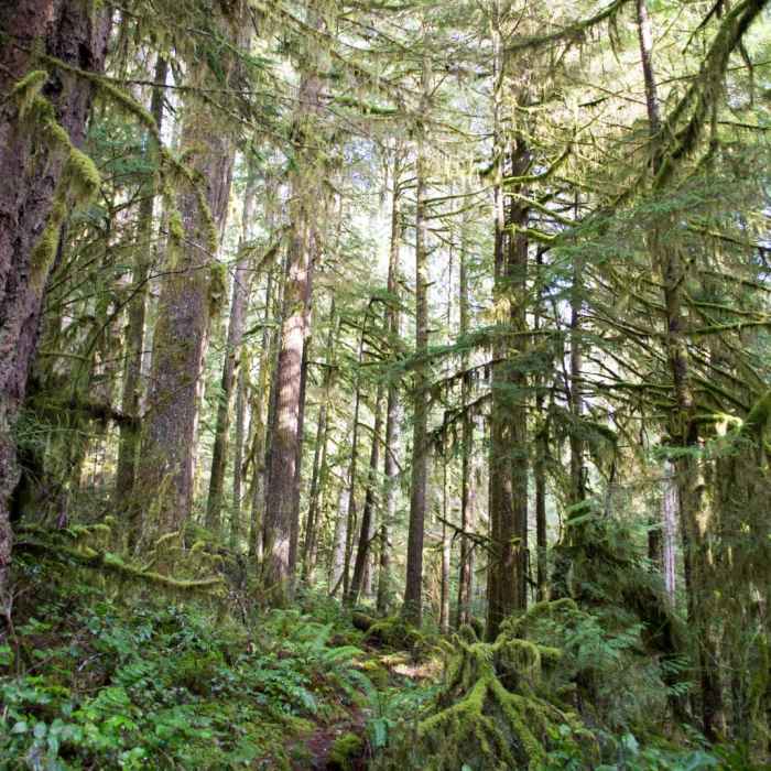 Near Joe's Peak Trail