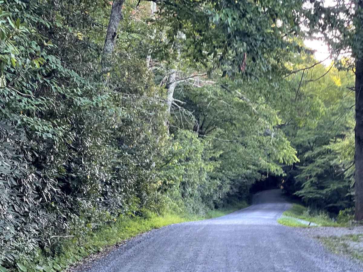 Flannary Fork Road photo 3