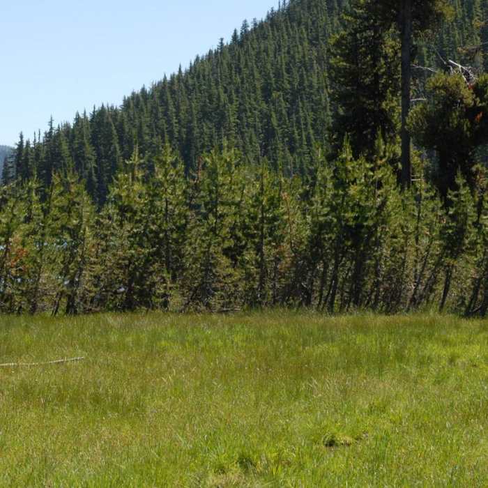 Near Moraine Lake in the Three Sisters Wilderness