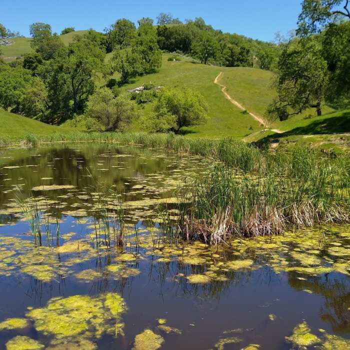 Near Bass Lake Trail