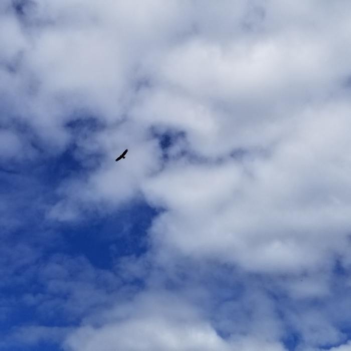 Bald eagle circling above Hope Point ridge Near Hope Point Trail