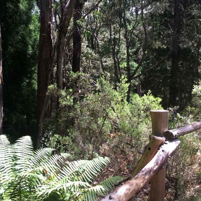 Near Hosmer Grove Loop