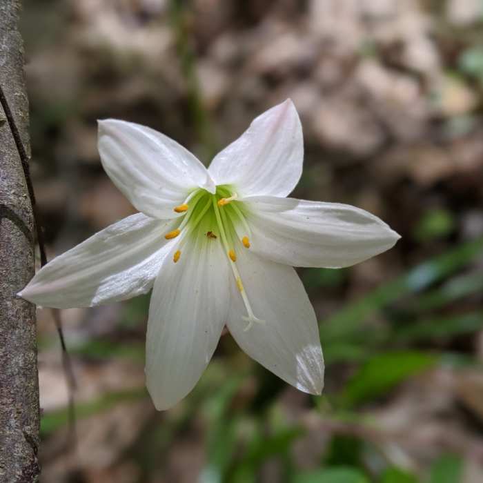 Lily, maybe a rain lily Near Walker Trail