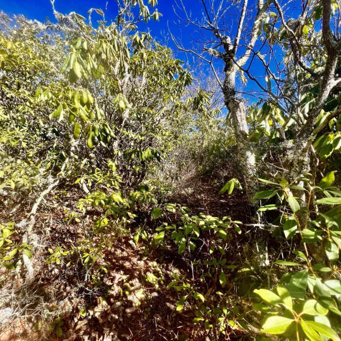 Near Fork Mountain