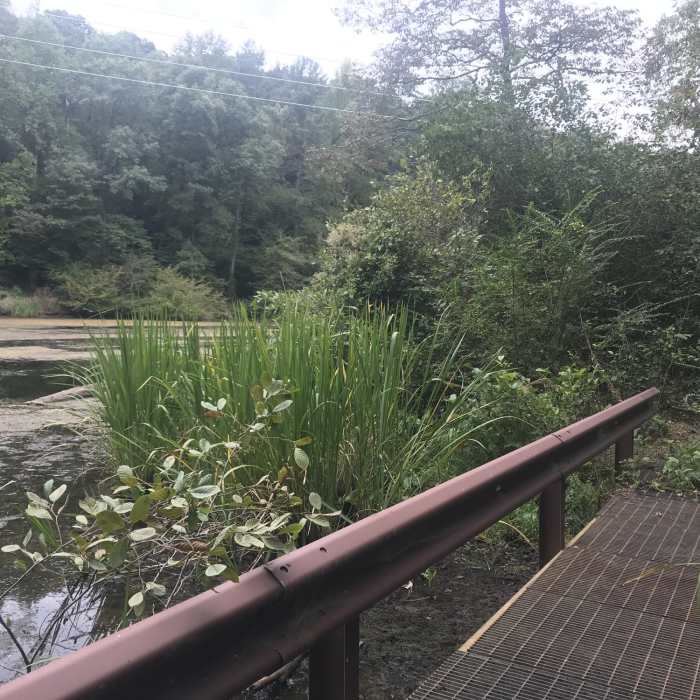First bridge coming from dam trailhead. Near Honeycomb Trail