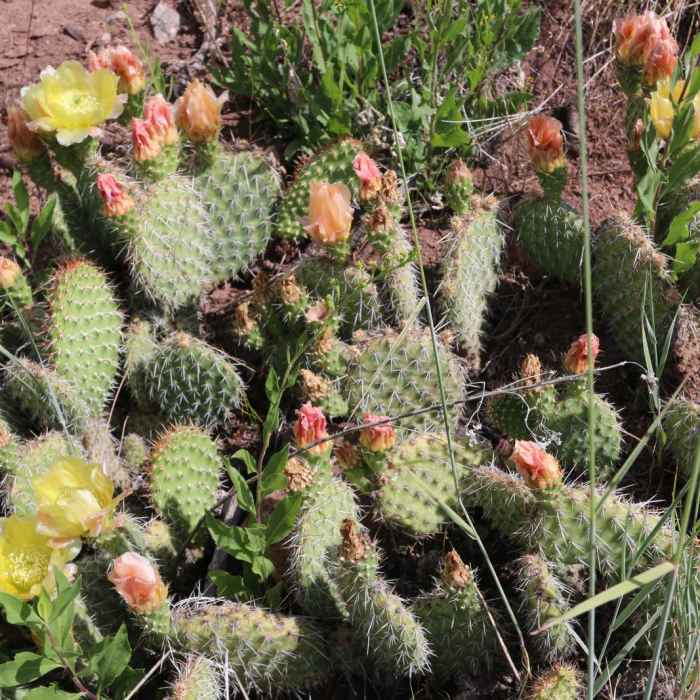 Near Lake Louise Out and Back