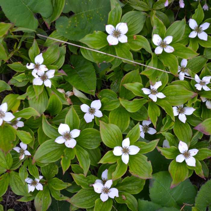 Near Greenstone Ridge Near Greenstone Ridge