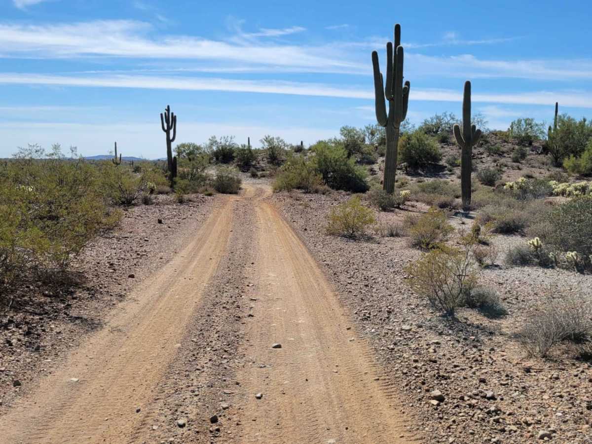 Saguaro Way photo 2