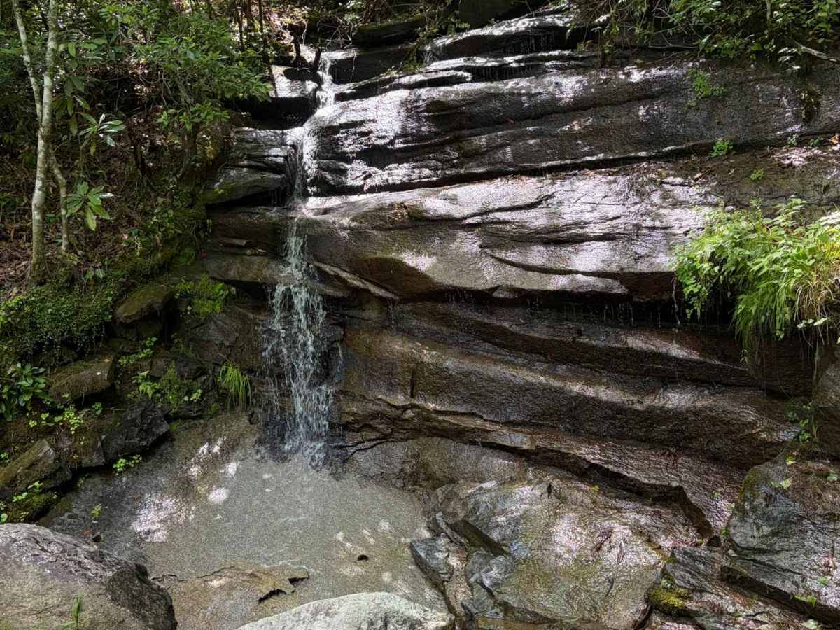 Davidson River Road - FS 475 photo 6