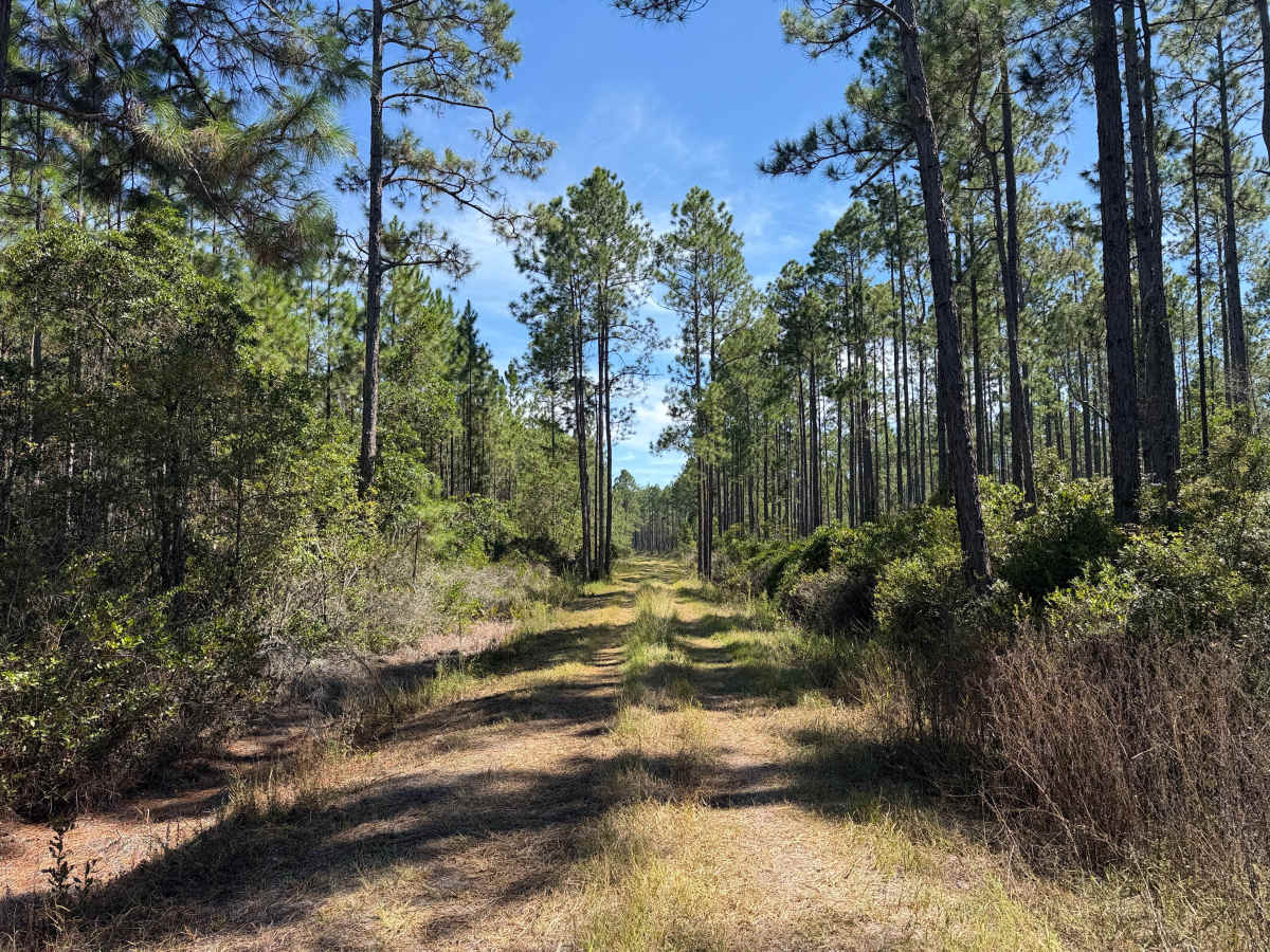 FR 29 trail photo