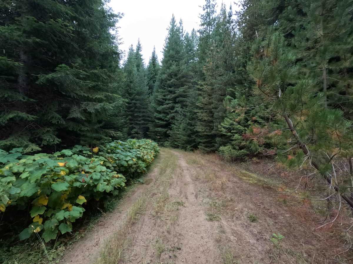 West Branch Flat Creek - FS 462 photo 4