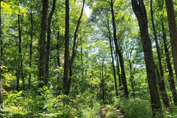 Cohutta Wilderness