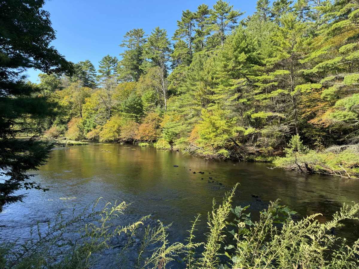 Mongaup River Road photo 4