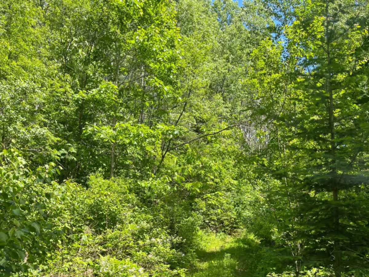 Luana Land photo 2
