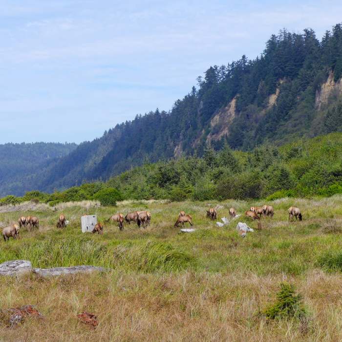 Near Friendship Ridge Loop Hike